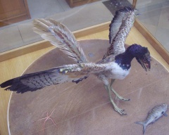 † Archaeopteryx lithographica(vor etwa 152,1 bis 145 Millionen Jahren)